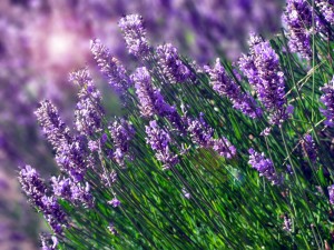 Lavender