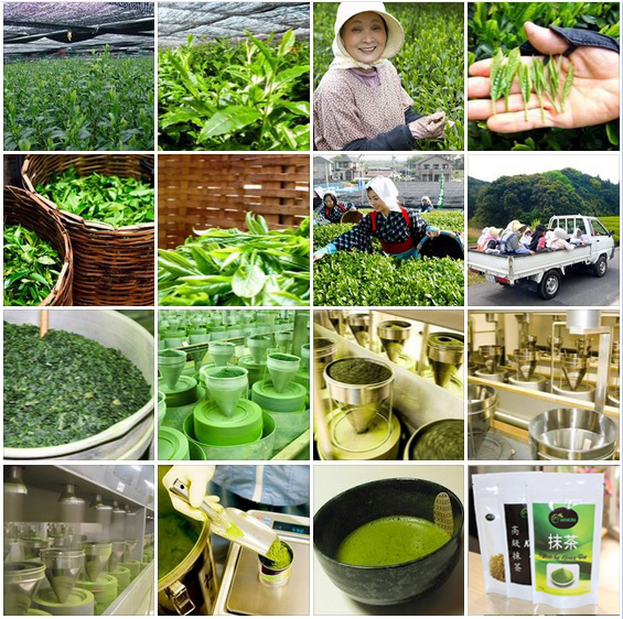quy-trinh-san-xuat-bot-tra-xanh-matcha-1