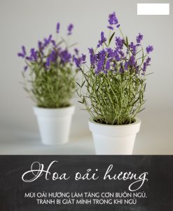 hoa oai huong
