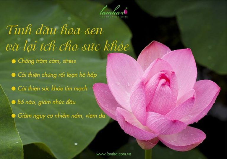 cong dung tinh dau hoa sen
