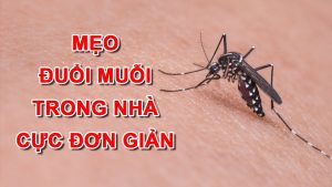 phong benh sot xuat huyet