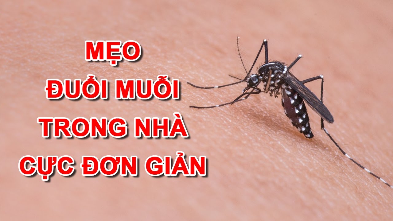 phong benh sot xuat huyet
