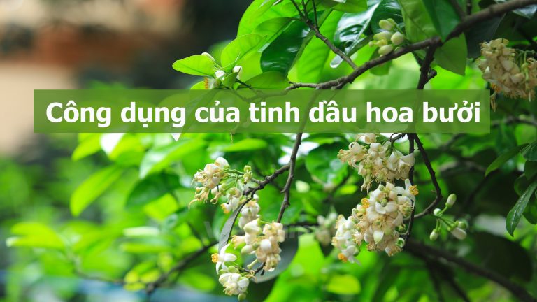 cong dung tinh dau hoa buoi
