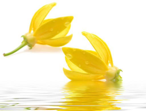 Ylang Ylang – “Hoa của các loại hoa”