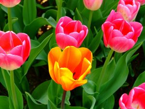 tinh dau tulip nguyen chat